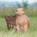 Wildcrete Rabbit